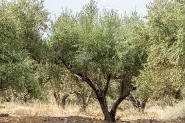(For Sale) Land Agricultural Land  || Chania/Platanias - 4.100 Sq.m, 22.500€ 
