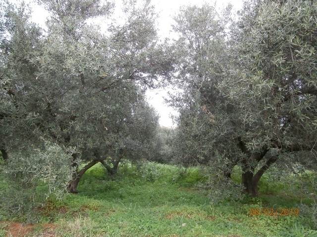 (For Sale) Land Agricultural Land  || Chania/Armenoi - 5.052 Sq.m, 85.000€ 