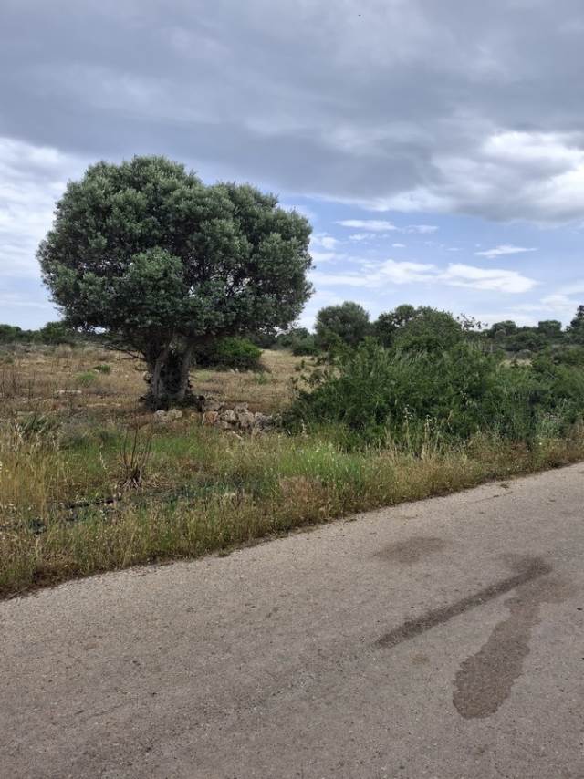 (For Sale) Land Plot || Chania/Akrotiri - 4.012 Sq.m, 120.000€ 