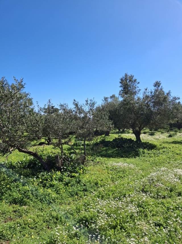 (For Sale) Land Plot || Chania/Vamos - 1.165 Sq.m, 60.000€ 