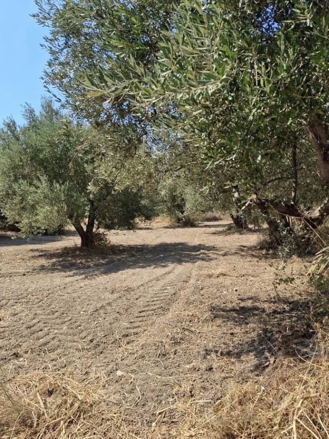 (For Sale) Land Agricultural Land  || Chania/Platanias - 4.100 Sq.m, 35.000€ 