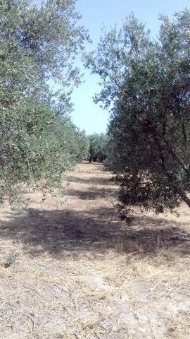 (For Sale) Land Plot || Chania/Platanias - 1.004 Sq.m, 90.000€ 